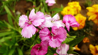 春日花卉與水果的芬芳絮語(yǔ)