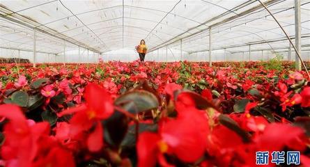 江蘇海安 以科技創新領跑現代農業，水果產業邁向智慧化