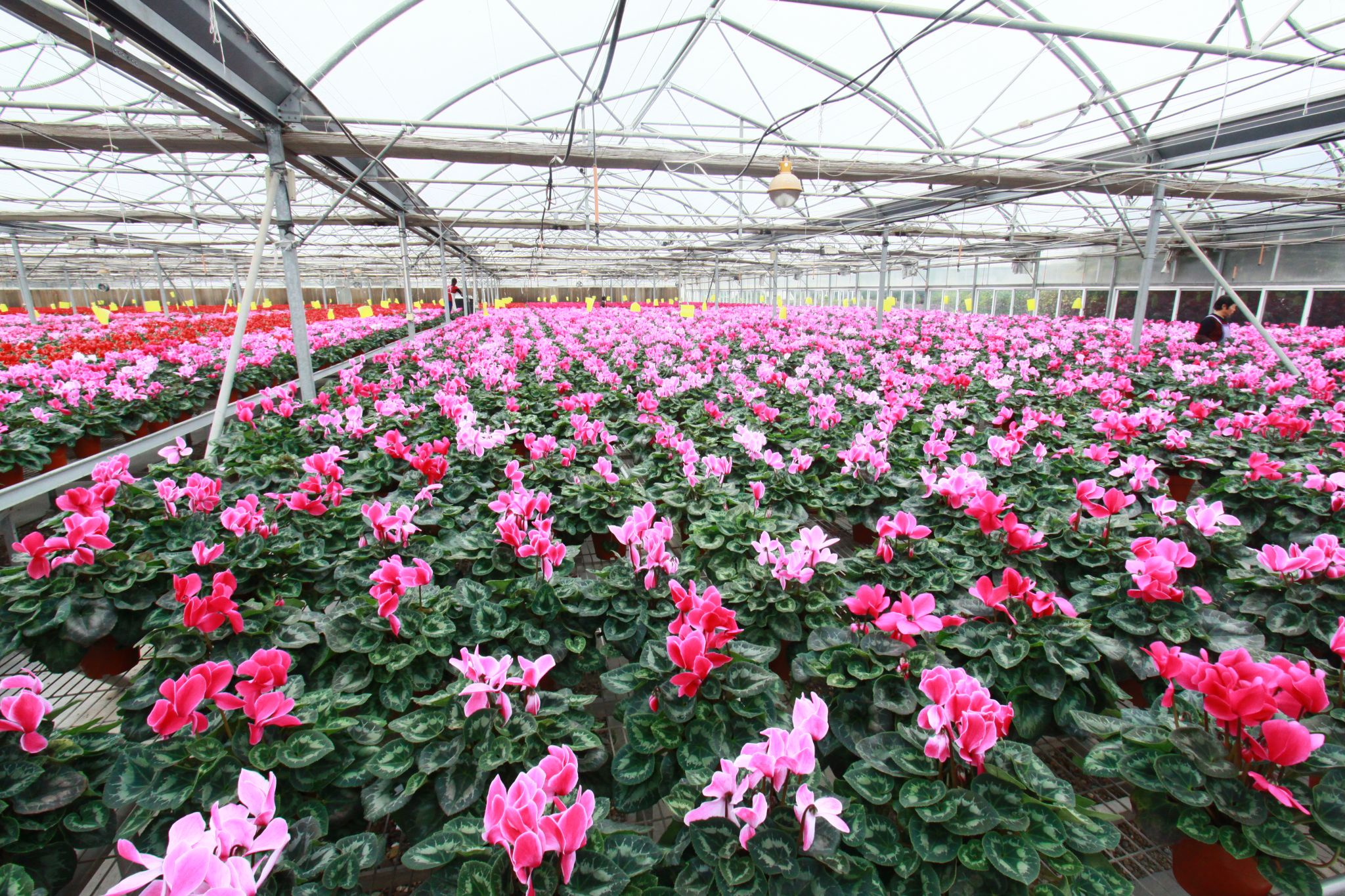 科技賦能仙客來綻放“花樣經濟”，水果產業迎來新機遇