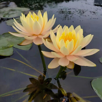 24款高中低檔水生花卉東分檔排行 從入門(mén)到專(zhuān)業(yè)，打造靈動(dòng)水景