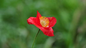 植物園歸來(lái) 一程花語(yǔ)，滿心芬芳