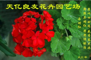 銀葉菊、醉蝶花與繁星花市場(chǎng)概覽及水果行業(yè)觀察