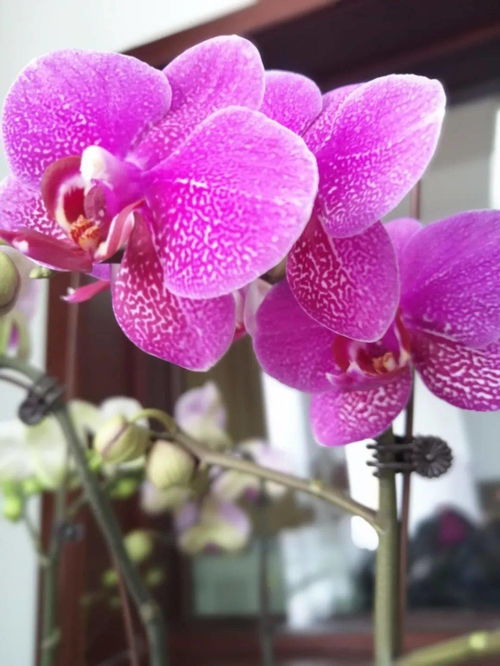 和潤(rùn)農(nóng)業(yè)精品花卉與當(dāng)季水果火熱同步銷(xiāo)售